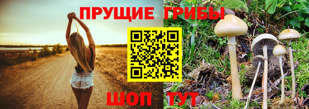 Псилоцибиновые грибы Cubensis Выкса